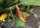 Orchideenkaktus (Epiphyllum oxypetalum)