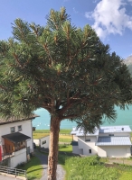 Bergkiefer ( Pinus mugo mughos )