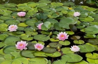 Seerose `Pink` (Nymphaea pubescens `Pink`)