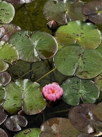 Seerose `Pink` (Nymphaea pubescens `Pink`)