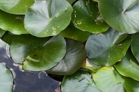 Seerose `Pink` (Nymphaea pubescens `Pink`)