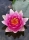Seerose `Pink` (Nymphaea pubescens `Pink`)