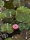 Seerose `Pink` (Nymphaea pubescens `Pink`)