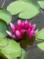 Seerose `Purple` (Nymphaea pubescens `Purple`)
