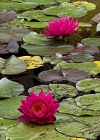 Seerose `Purple` (Nymphaea pubescens `Purple`)