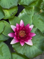 Seerose `Purple` (Nymphaea pubescens `Purple`)
