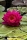 Seerose `Purple` (Nymphaea pubescens `Purple`)