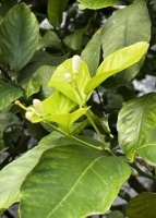 Yuzu Zitrone (Citrus x junos)