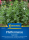 Pfefferminzsamen Spearmint