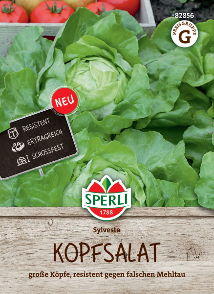 Kopfsalat Sylvesta