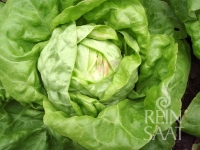 Bio-Kopfsalat Maikönig