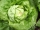 Bio-Kopfsalat Maikönig