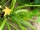 Bio-Zucchini Costates Romanesco
