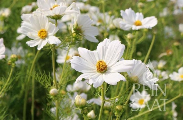Bio-Cosmea, weiß