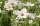 Bio-Cosmea, weiß