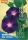 Bio-Prachtwinde Star of Yelta