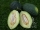 Bio-Zuckermelone Tendral negro tardio