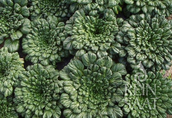 Bio-Rosetten Pak Choi Tatsoi