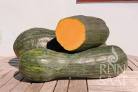 Bio-Kürbis Langer von Neapel