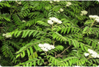 Currybaum
