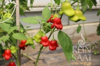 Bio-Glockenpaprika