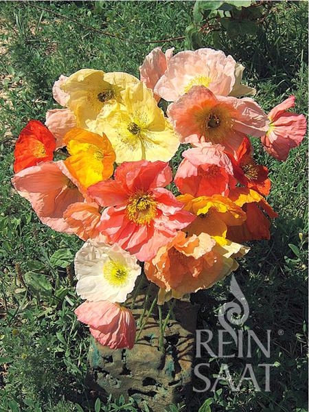 Bio-Islandmohn