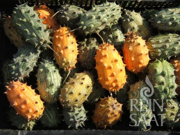 Bio-Kiwano Stachelgurke