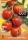 Bio-Tomate Red Cavern