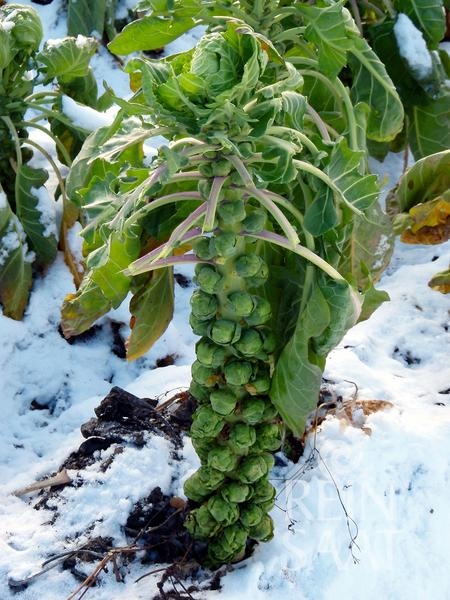 Bio-Rosenkohl Groninger