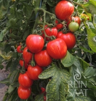 Bio-Tomate Shimmeig Creg