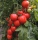 Bio-Tomate Shimmeig Creg