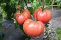 Bio-Tomate Olena Ukrainian