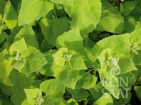 Bio-Gartenmelde Mondseer