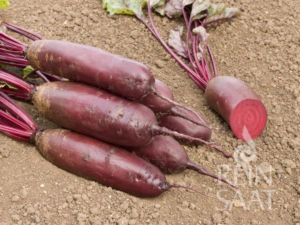 Bio-Rote Rübe Forono