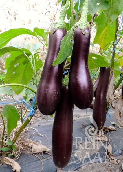 Bio-Aubergine Violetta lunga 3
