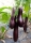 Bio-Aubergine Violetta lunga 3