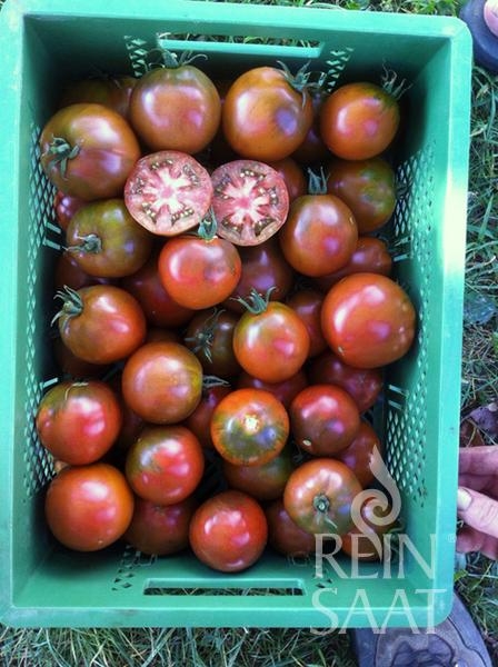 Bio-Tomate Black Trifele 2