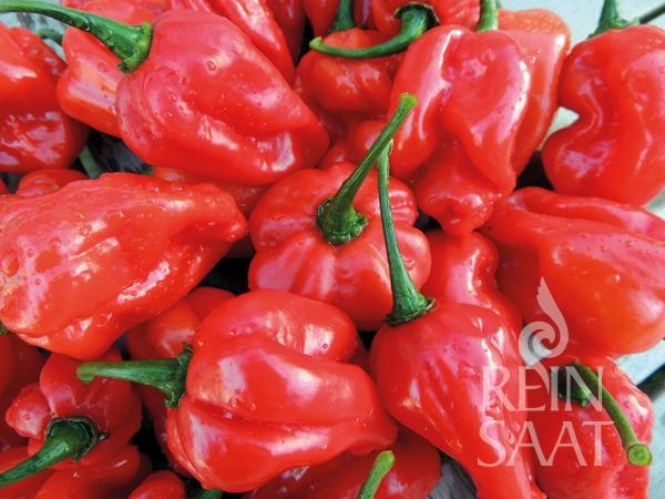 Bio-Chili NuMex Suave Red