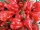 Bio-Chili NuMex Suave Red
