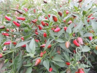 Bio-Thai Chili