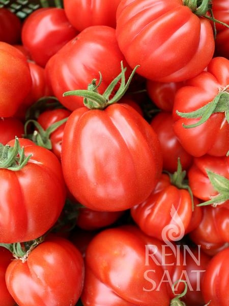 Bio-Tomate Liguria