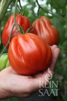 Bio-Tomate Liguria