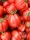 Bio-Tomate Liguria