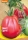 Bio-Tomate Liguria