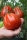Bio-Tomate Liguria
