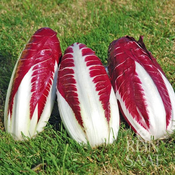 Bio-Radicchio Treviso 206 TT
