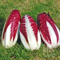 Bio-Radicchio Treviso 206 TT