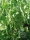Bio-Schalerbse Douce Provence