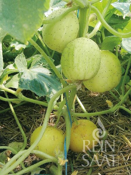 Bio-Freilandgurke Limona