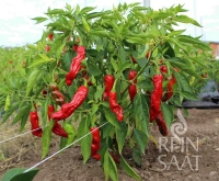 Bio-Peperoni Shishito